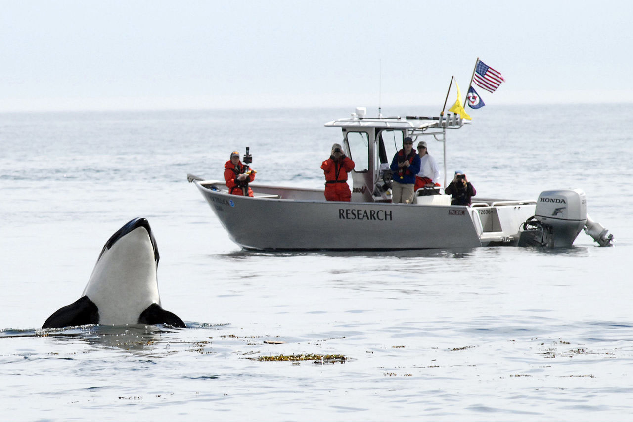 Killer whale habitat protections bring uncertainty for fisheries | Ha